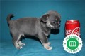 cachorros-de-chihuahua-blue-pedigri-small-4