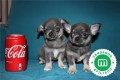 cachorros-de-chihuahua-blue-pedigri-small-2