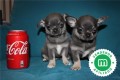 cachorros-de-chihuahua-blue-pedigri-small-1