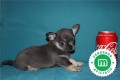 cachorros-de-chihuahua-blue-pedigri-small-6