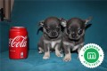 cachorros-de-chihuahua-blue-pedigri-small-8