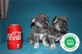 cachorros-de-chihuahua-blue-pedigri-small-3