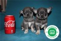 cachorros-de-chihuahua-blue-pedigri-small-0