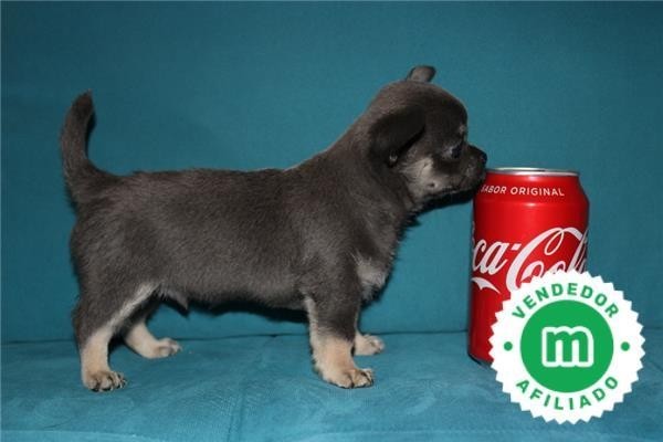 cachorros-de-chihuahua-blue-pedigri-big-7