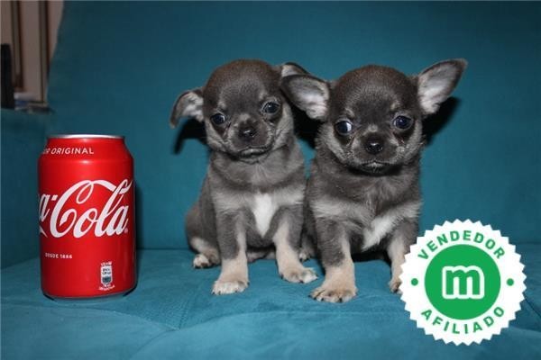 cachorros-de-chihuahua-blue-pedigri-big-0