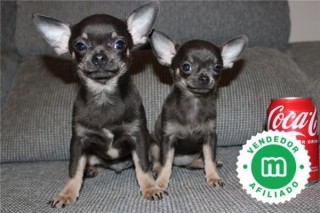 BLUE CHIHUAHUA PUPPIES NOW AVAILABLE