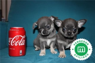 Cachorros Chihuahua blue con pedigri