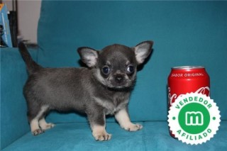 HEMBRA CHIHUAHUA COLOR AZUL CON LOE