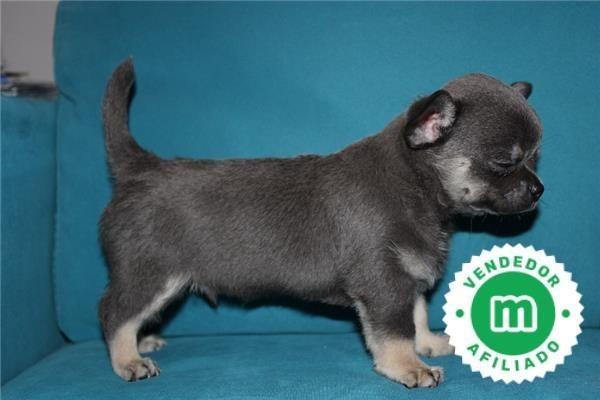 hembra-chihuahua-color-azul-con-loe-big-4