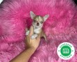 gracioso-chihuahua-listo-para-entregar-small-0