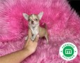 gracioso-chihuahua-listo-para-entregar-small-2