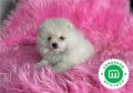 pomerania-super-gracioso-small-3