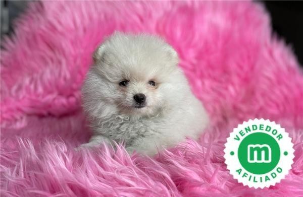 pomerania-super-gracioso-big-2