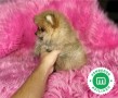 carinoso-pomerania-small-1