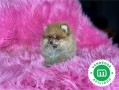 carinoso-pomerania-small-0