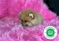 carinoso-pomerania-small-2