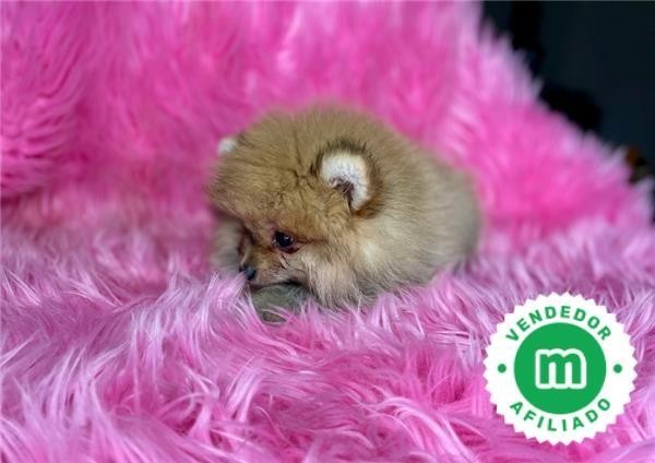 carinoso-pomerania-big-2