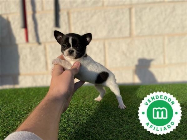 magnifico-chihuahua-blanco-y-negro-big-2