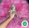 chihuahua-crema-super-mono-small-1