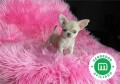 encantador-chihuahua-small-1