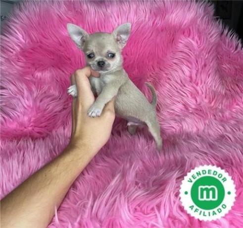 encantador-chihuahua-big-2