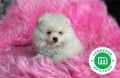 pomerania-toys-en-blanco-small-0