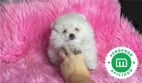 pomerania-toys-en-blanco-big-1