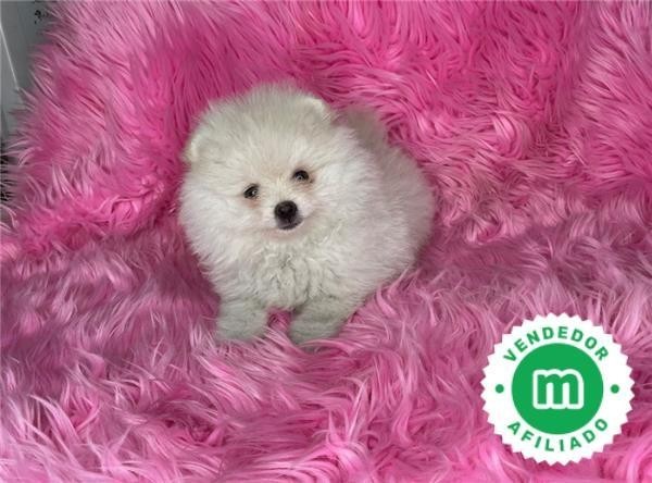 pomerania-toys-en-blanco-big-2