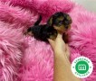 bellos-yorkshire-terrier-machos-y-hembra-small-2