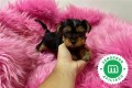 bellos-yorkshire-terrier-machos-y-hembra-small-1