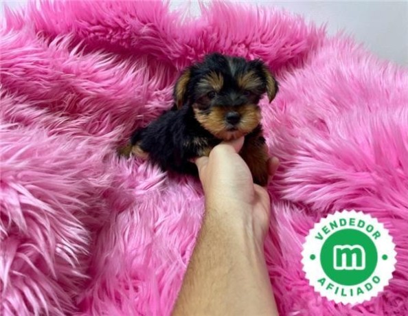 bellos-yorkshire-terrier-machos-y-hembra-big-3