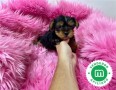 lindos-yorkshire-terrier-small-3