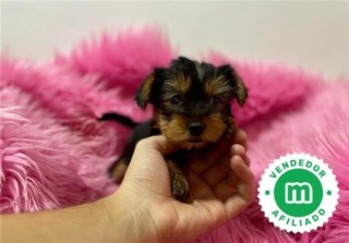 LINDOS YORKSHIRE TERRIER. 