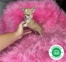 bonito-chihuahua-jugueton-small-1