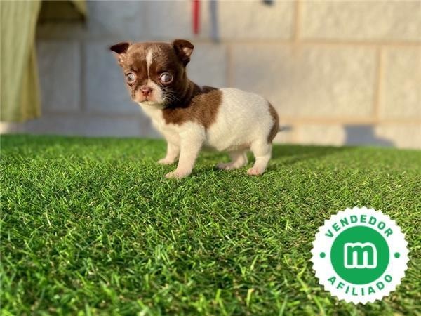 carinoso-chihuahua-blanco-y-chocolate-big-0