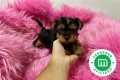 lindos-yorkshire-terrier-small-1