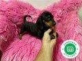 lindo-mini-salchicha-negro-fuego-small-1