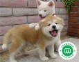 akita-inu-small-0