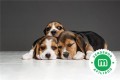 beagles-small-0