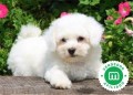 bichon-frise-small-0