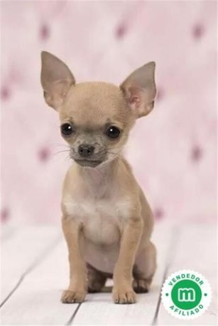 chihuahuas-toy-big-0