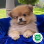 pomerania-small-0