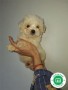 bichon-maltes-small-1