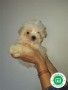 bichon-maltes-small-0