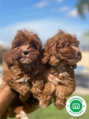 CAVAPOO