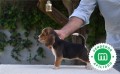 cachorros-beagle-firma-hrc-small-6