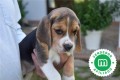 cachorros-beagle-firma-hrc-small-1
