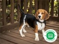cachorros-beagle-firma-hrc-small-2
