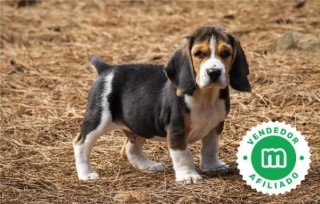 Cachorros Beagle, firma Hrc