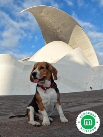 cachorros-beagle-firma-hrc-big-4